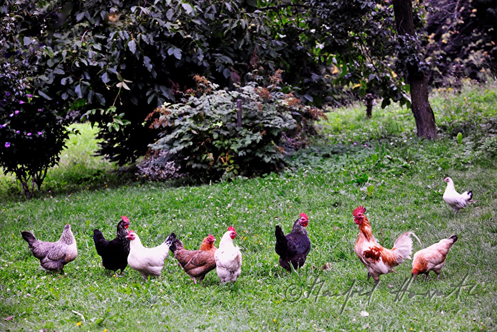 free range hen in the garden