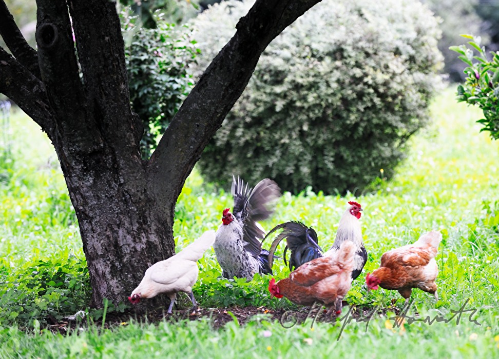 free range hen in the garden