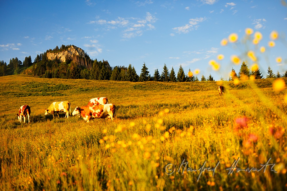 herd of cows on a mountain ridge