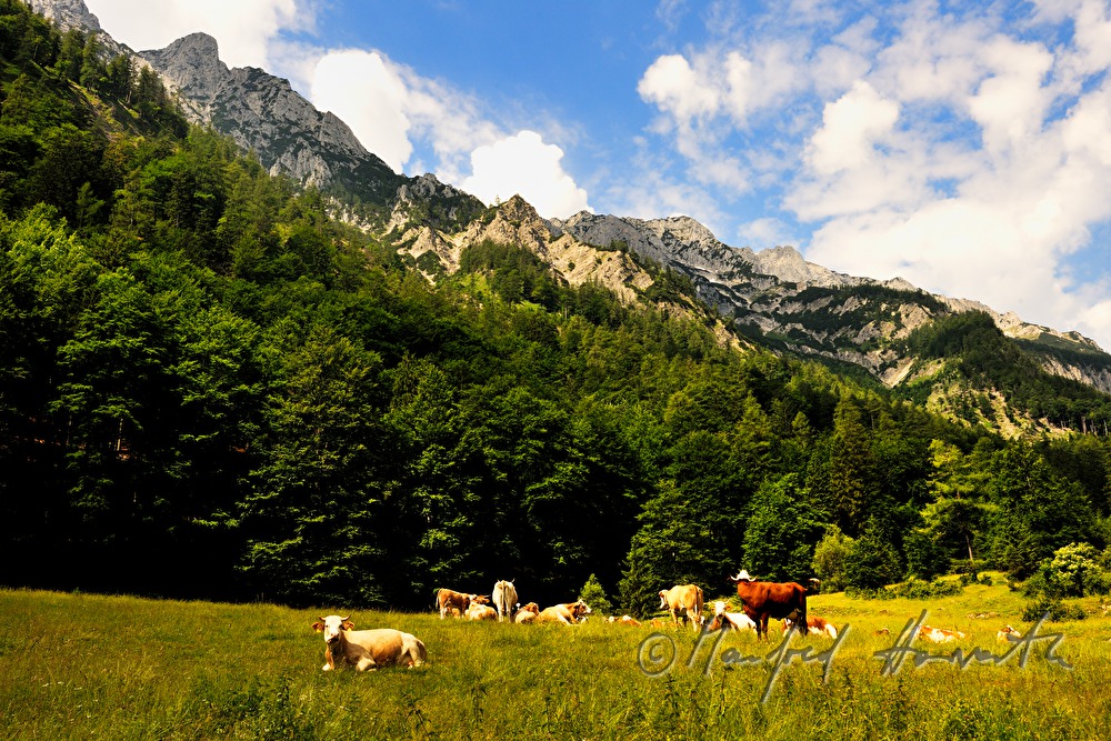 herd of cows on a mountain ridge