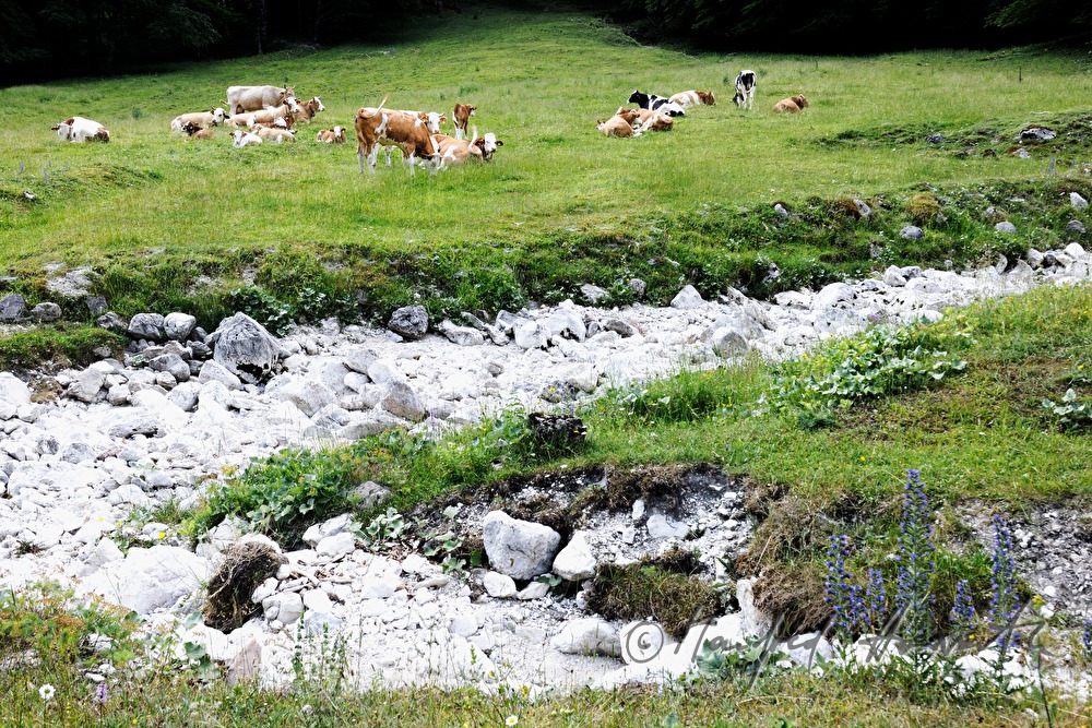 cows near the track from 