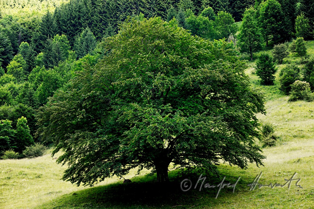 giant beech near the track from 