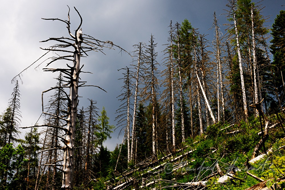 snag trees near the track from 