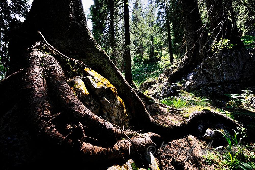ingrown stone in the roots of a tree