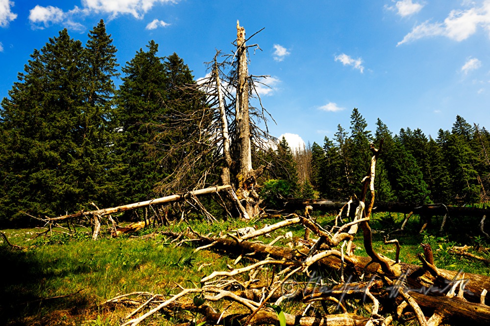 snag trees near the track from 