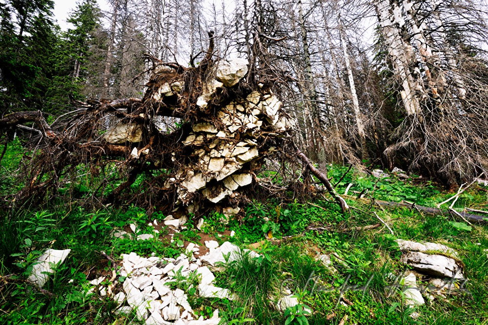 snag trees near the track from 