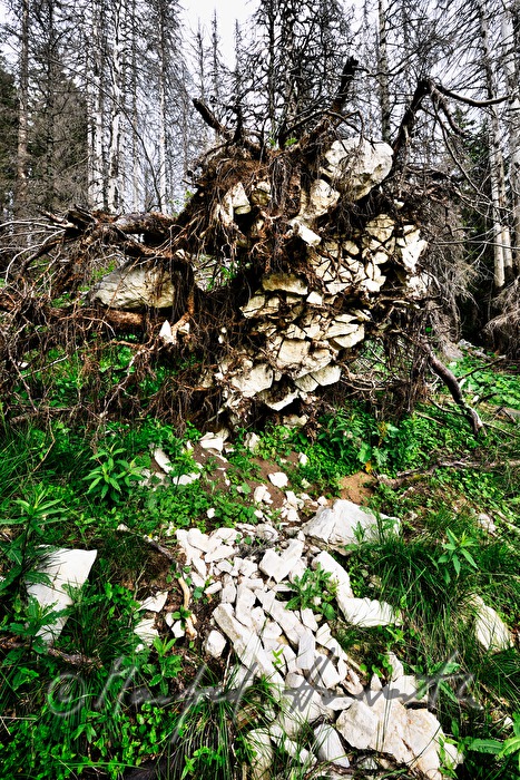 snag trees near the track from 
