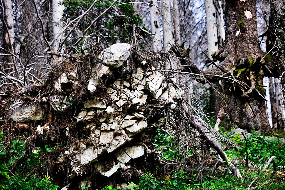 snag trees near the track from 