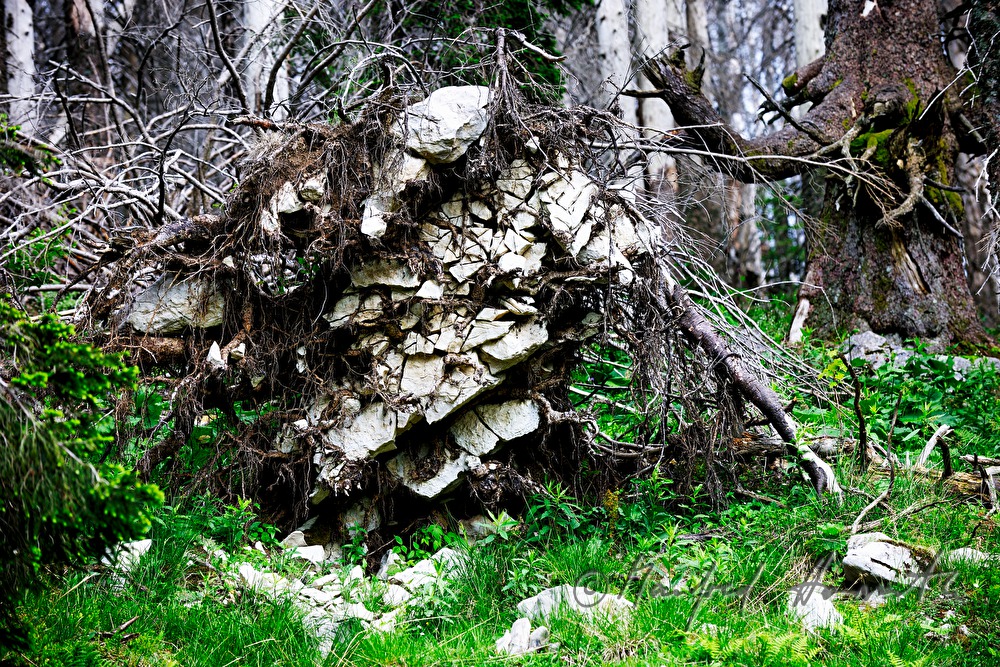 snag trees near the track from 