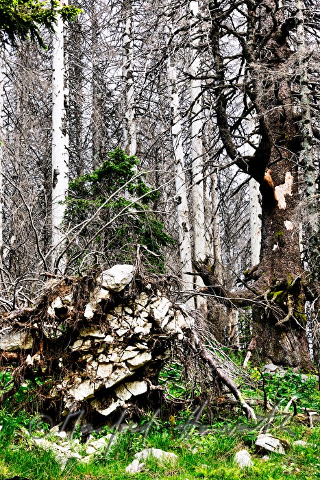 snag trees near the track from 