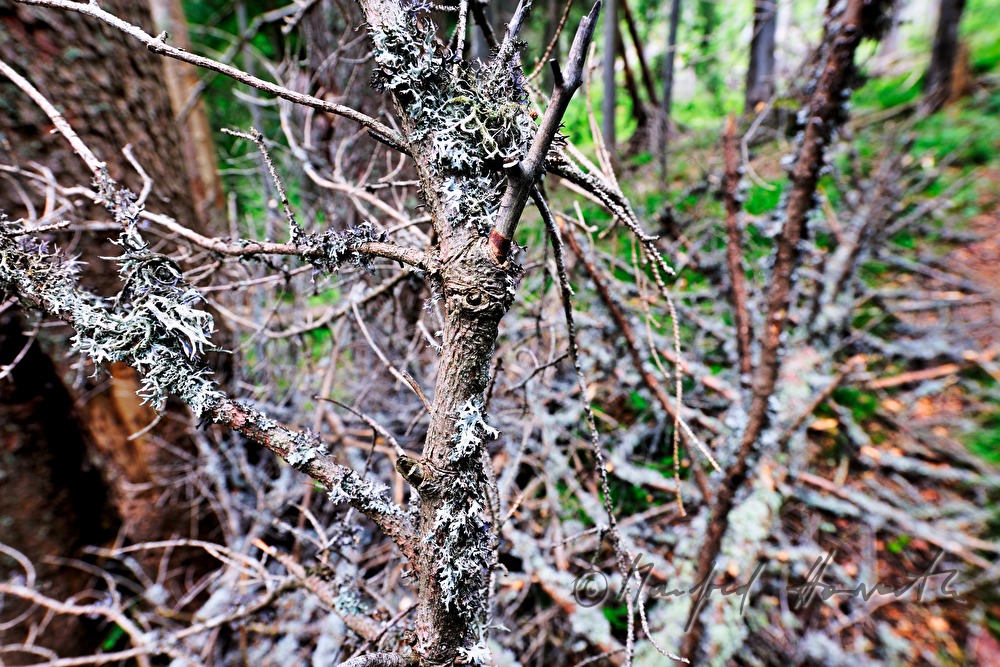 snag trees near the track from 