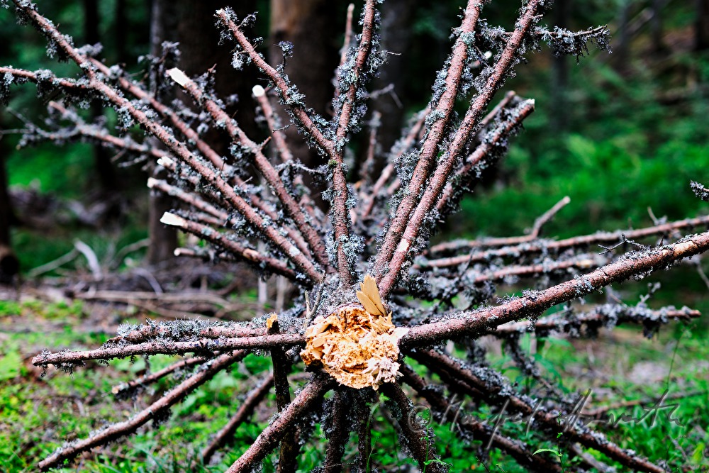 snag trees near the track from 