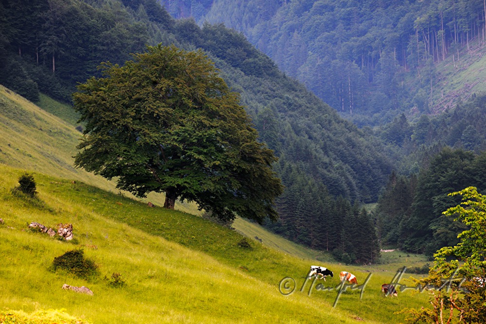 herd of cows on a mountain ridge