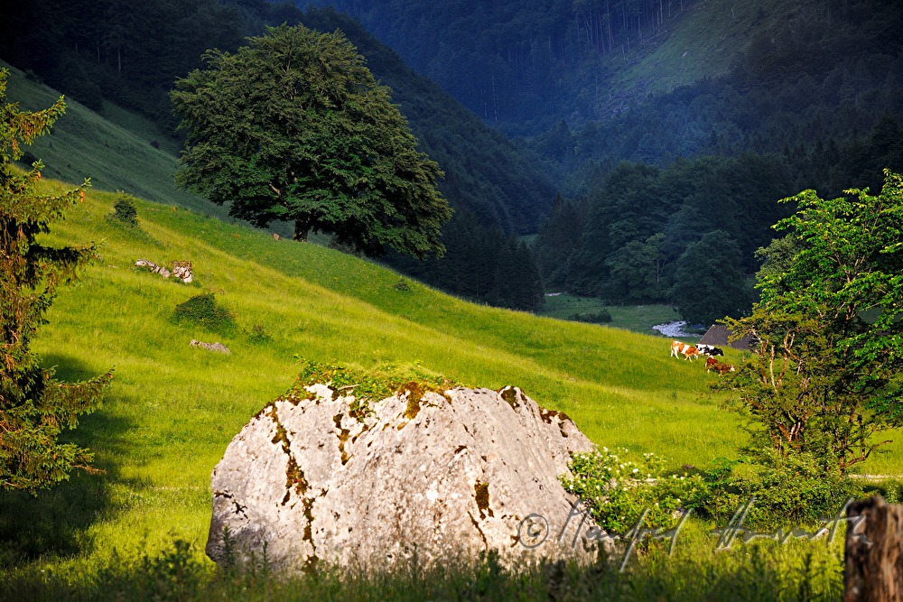 herd of cows on a mountain ridge
