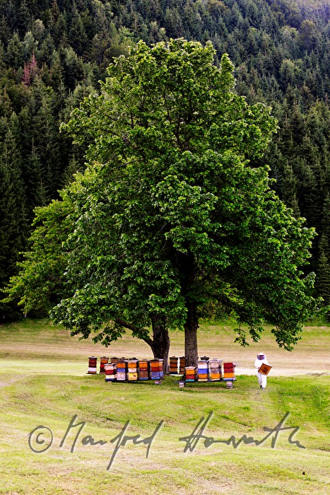 beekeper and beehives under a lime tree