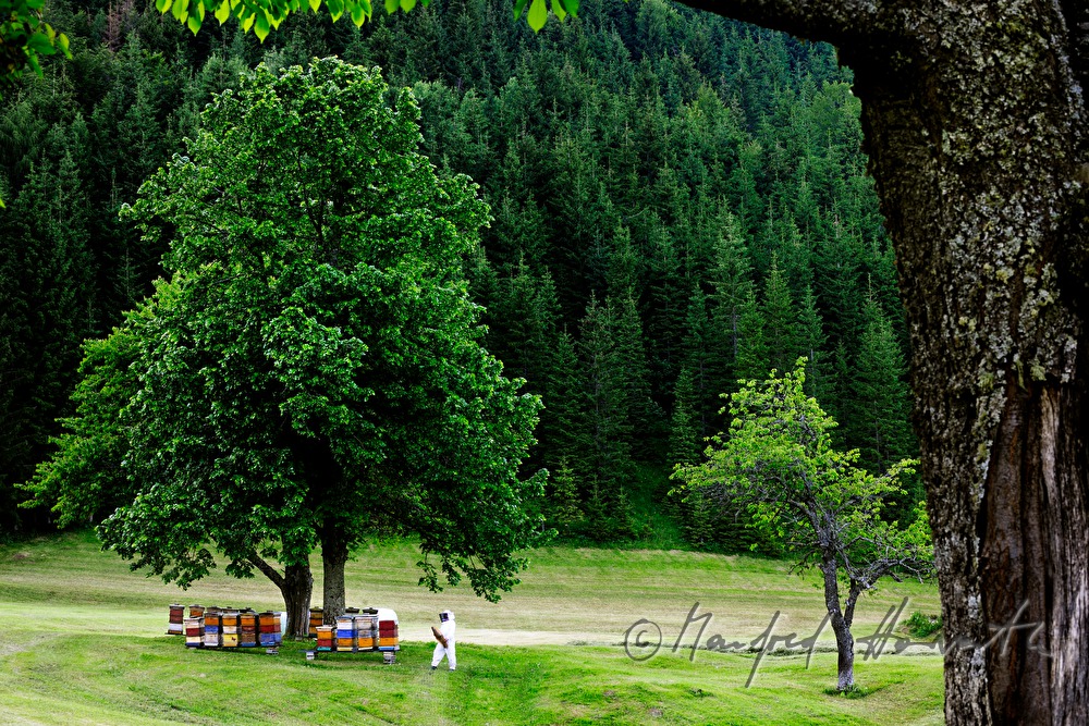beekeper and beehives under a lime tree