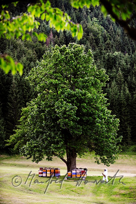 beekeper and beehives under a lime tree