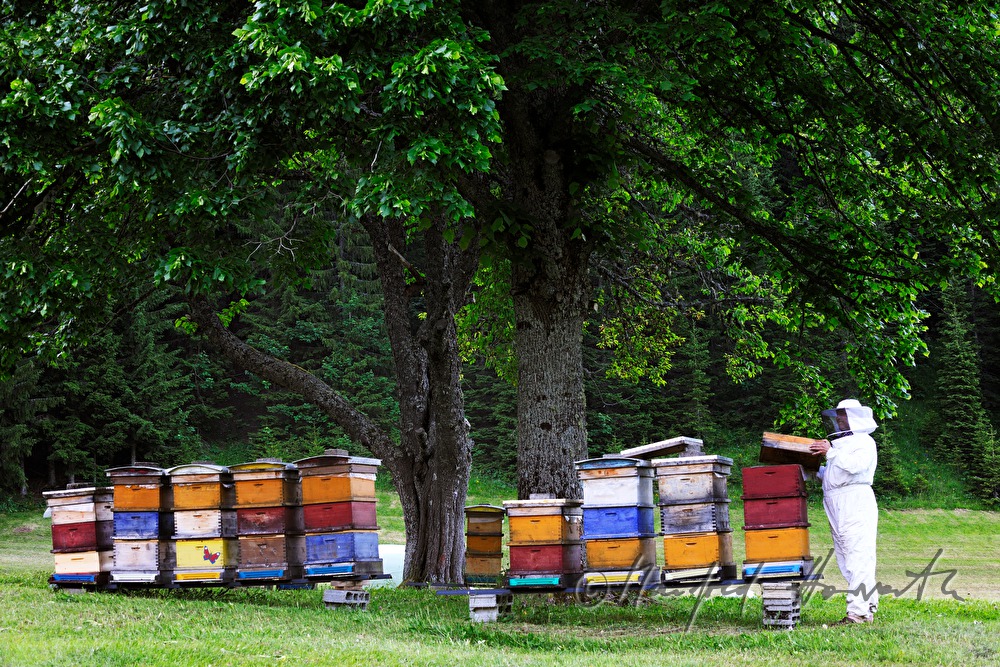 beekeper and beehives under a lime tree