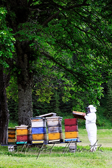 beekeper and beehives under a lime tree