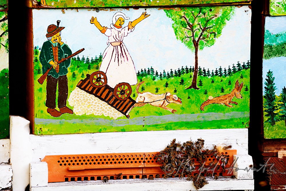 colourful painted beehives and Carniolan honey bees
