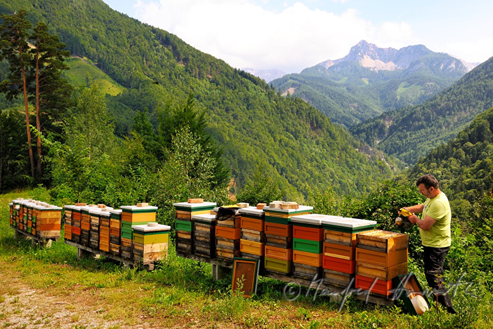 beekeeper with beehives