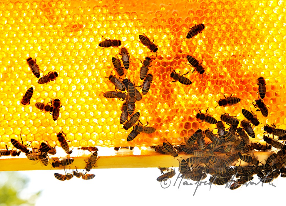 honey-comb of the Carinthian Carnica bee variety