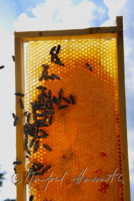 honey-comb of the Carinthian Carnica bee variety