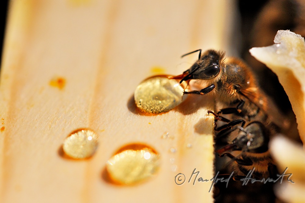 honey-comb of the Carinthian Carnica bee variety