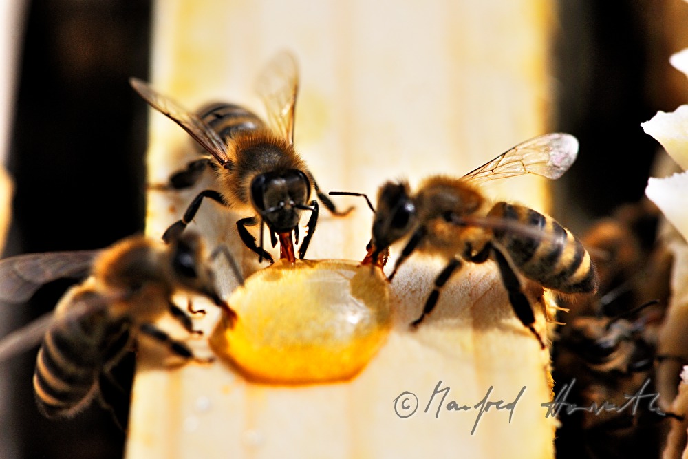 honey-comb of the Carinthian Carnica bee variety