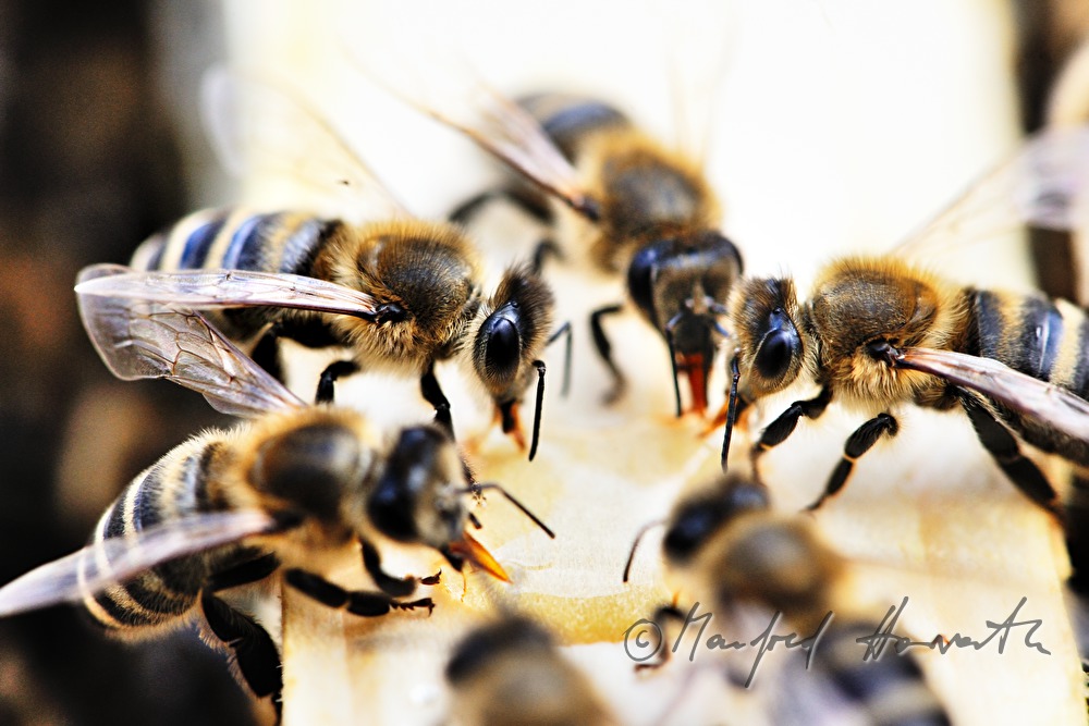 honey-comb of the Carinthian Carnica bee variety