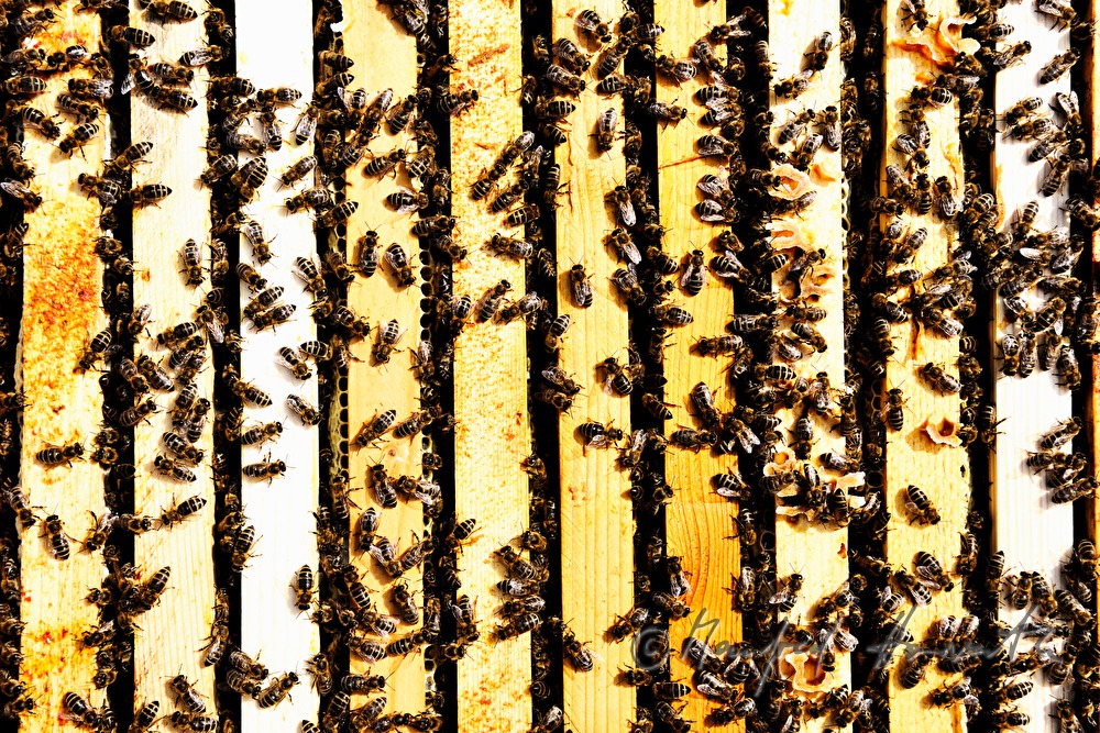 honey-comb of the Carinthian Carnica bee variety