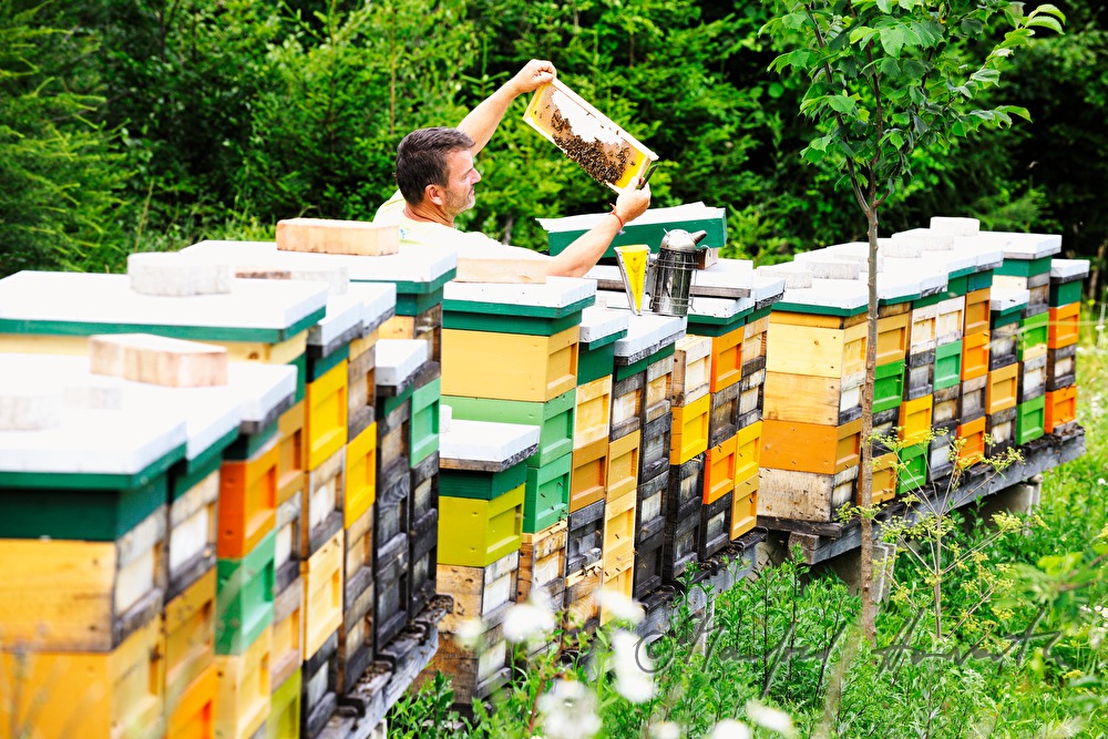 honey-comb of the Carinthian Carnica bee variety