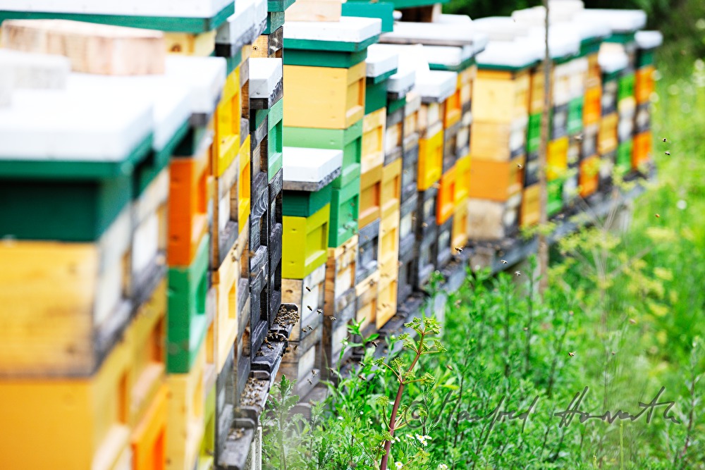 honey-comb of the Carinthian Carnica bee variety