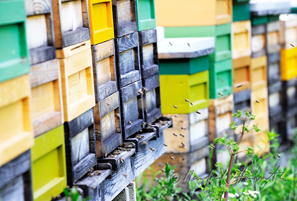 honey-comb of the Carinthian Carnica bee variety