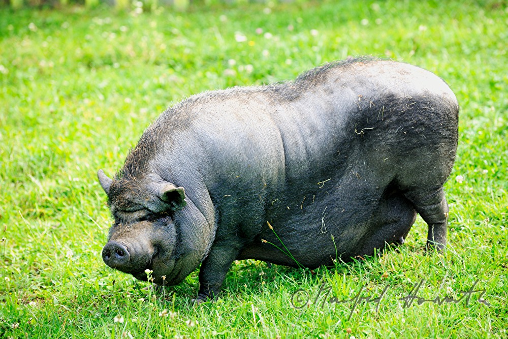 pot-bellied pig on the meadow