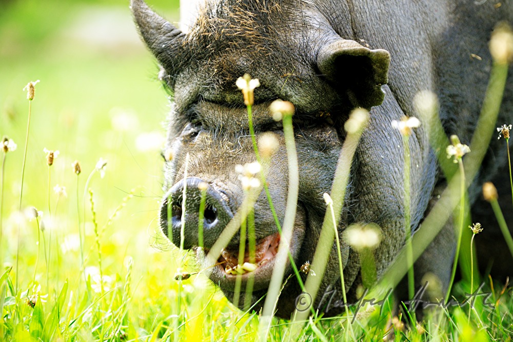 pot-bellied pig on the meadow