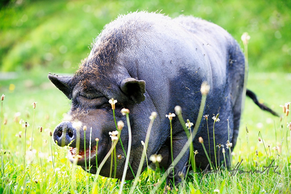 pot-bellied pig on the meadow