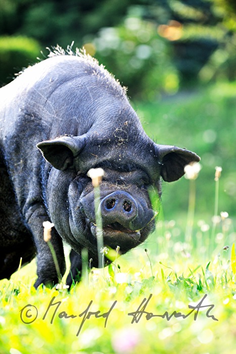 pot-bellied pig on the meadow