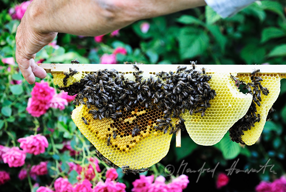 honey-comb of the Carinthian Carnica bee variety