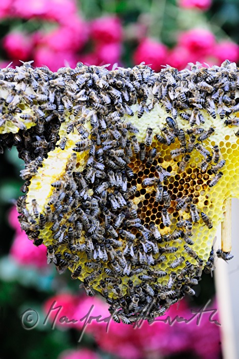 honey-comb of the Carinthian Carnica bee variety