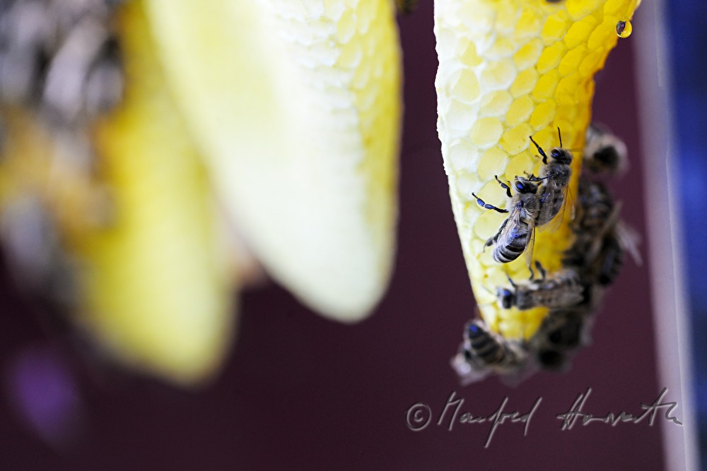 honey-comb of the Carinthian Carnica bee variety