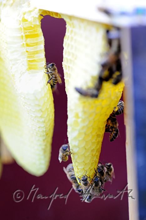 honey-comb of the Carinthian Carnica bee variety
