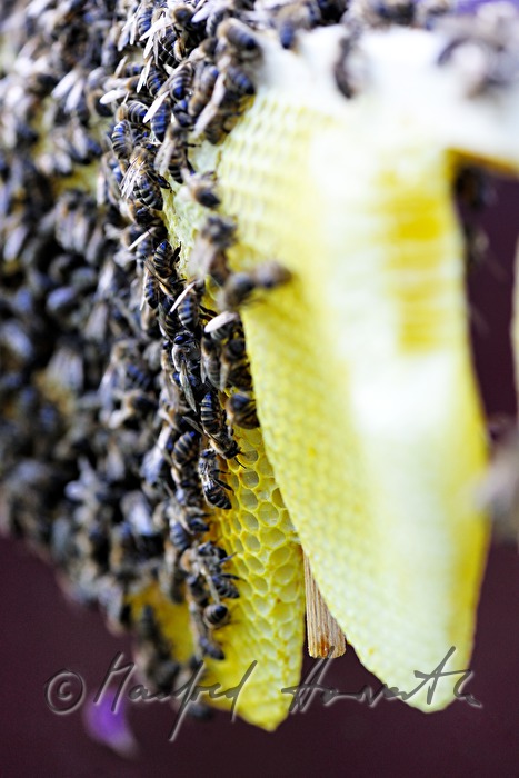 honey-comb of the Carinthian Carnica bee variety