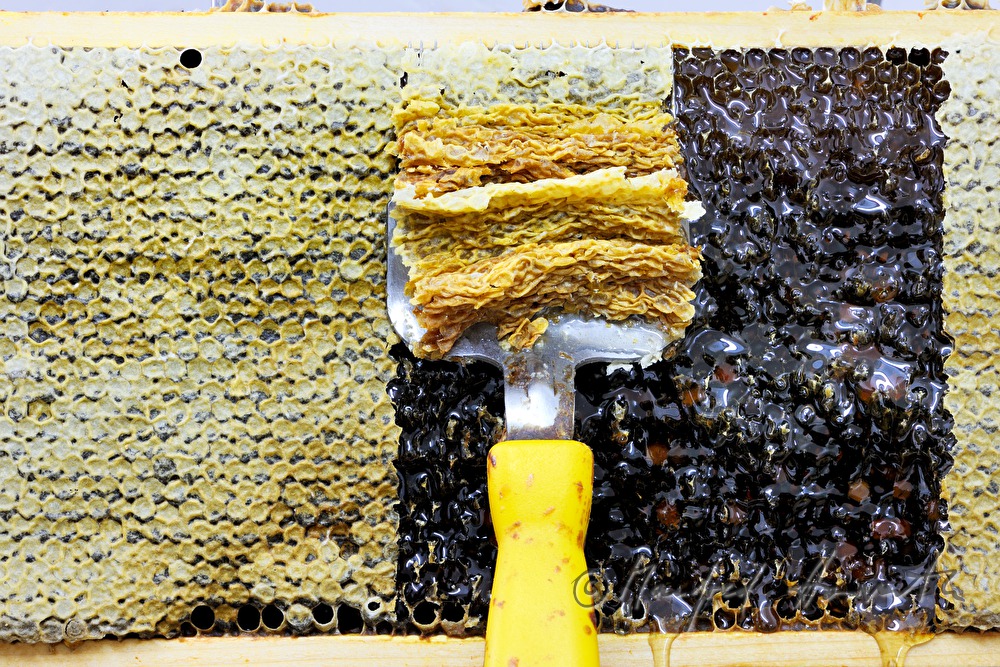 opening of the honey combs before extraction