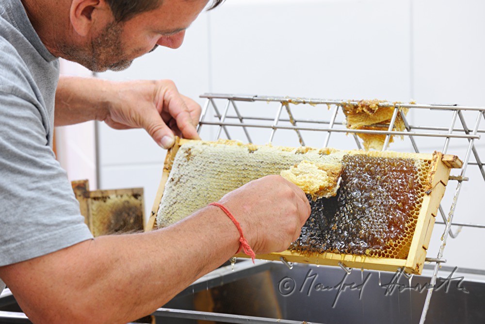 opening of the honey combs before extraction
