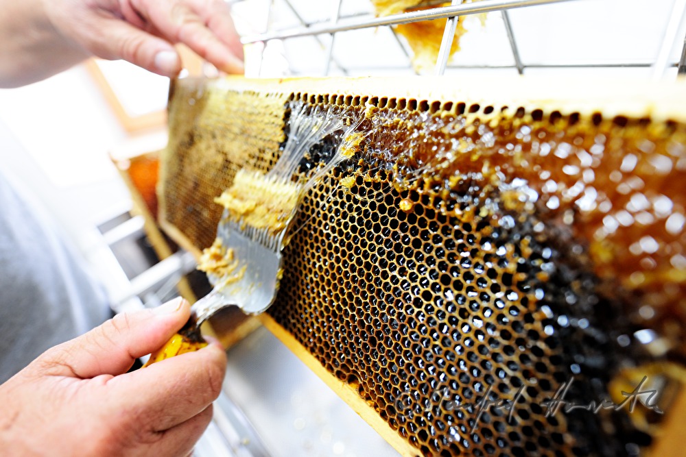 opening of the honey combs before extraction
