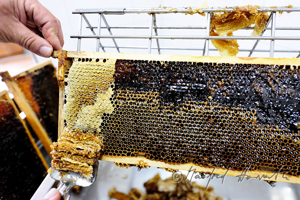 opening of the honey combs before extraction