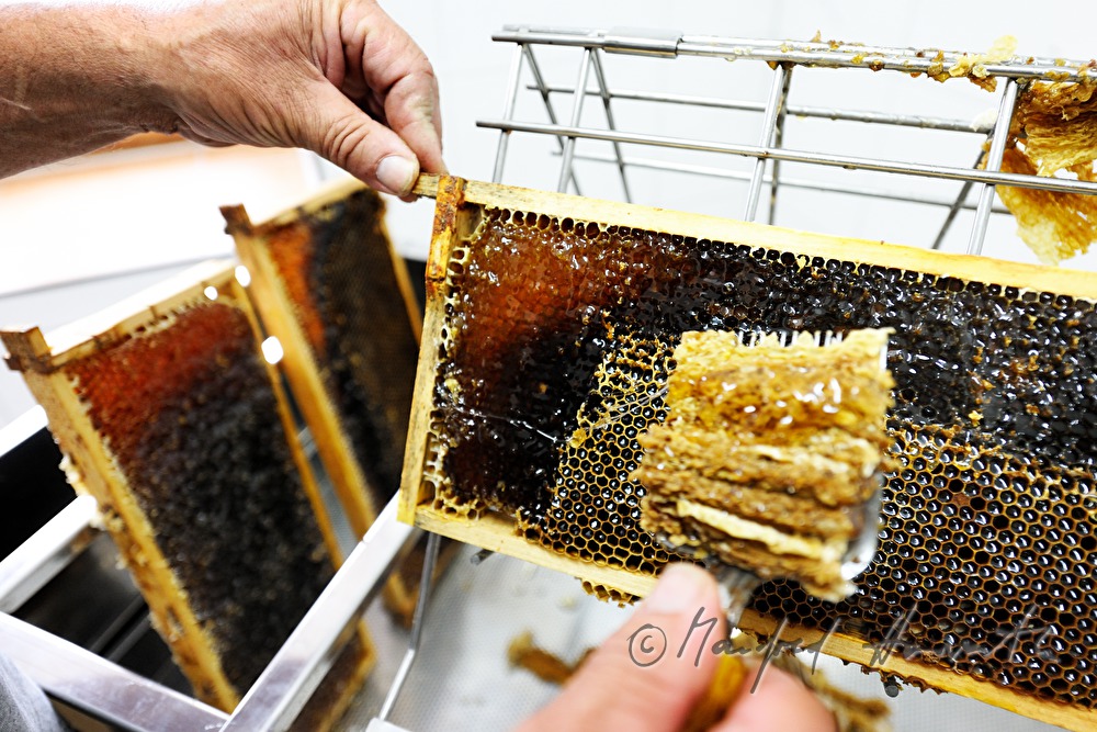 opening of the honey combs before extraction