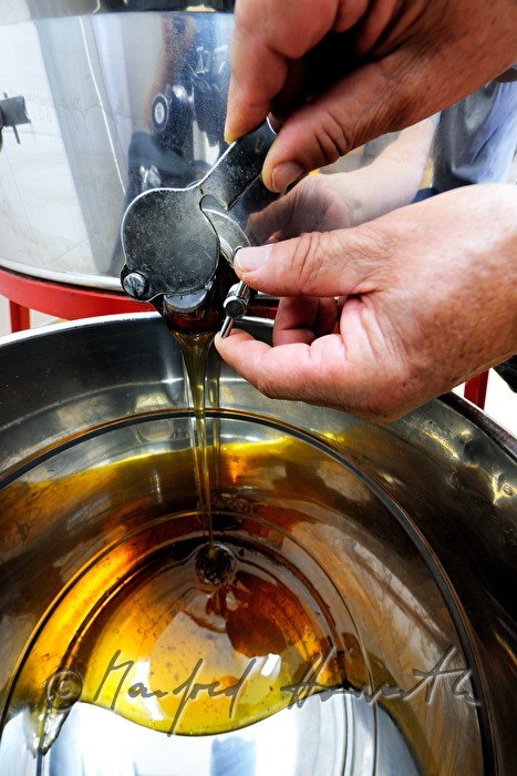 production of honey with the honey extractor