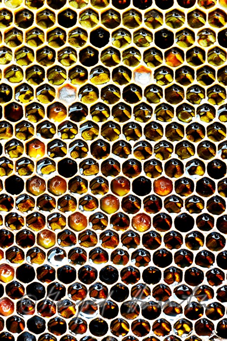 honey-comb of the Carinthian Carnica bee variety